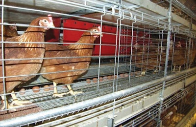 Potters Compact Aviary With Temporary Doors In Place