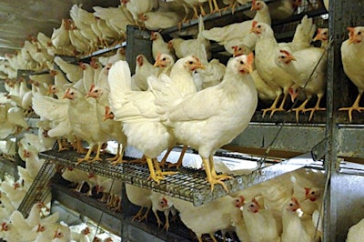 Salmet Improved Cf Ramps