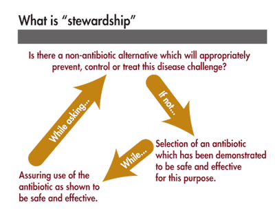 Stewardship-in-antibiotics-in-animals