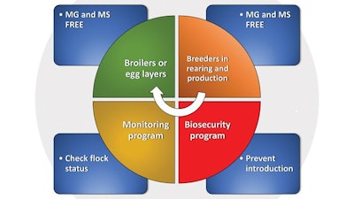 System Providing Mycoplasma Birds Permitting Ab Free Production