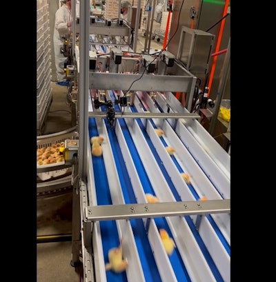 Targan Chick Vaccination