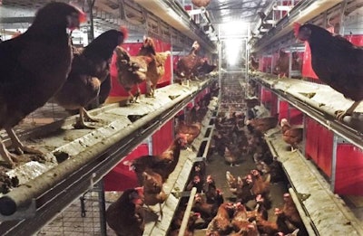 Tecno Poultry Equipment Voliera VS224