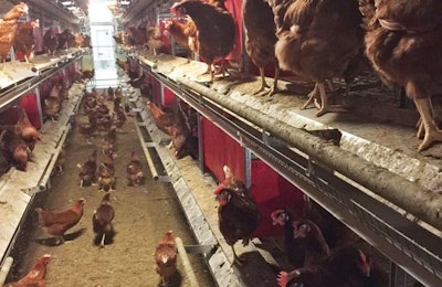 Al colocar los aviarios en la caseta, una consideración importante es dejar suficiente espacio en los pasillos para la actividad de las aves y el movimiento de los trabajadores. | Cortesía de Tecno Poultry