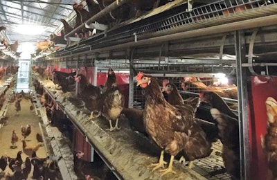 Tecno Cage Free Aviary