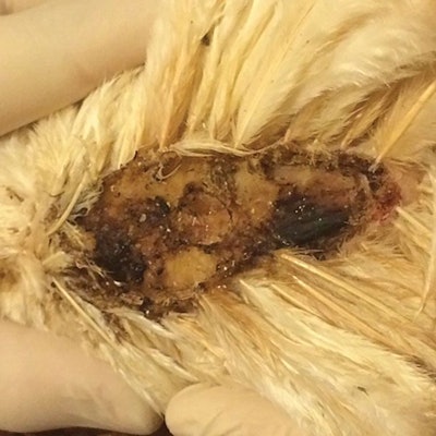 Ulcerative Dermatitis of Brown Cage-free Layers