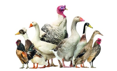 Various Poultry Species