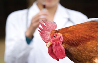 Veterinarian Chicken 2