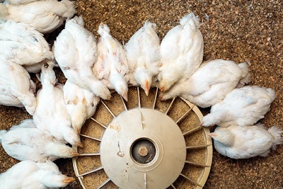 White broiler Chicken at the poultry farm
