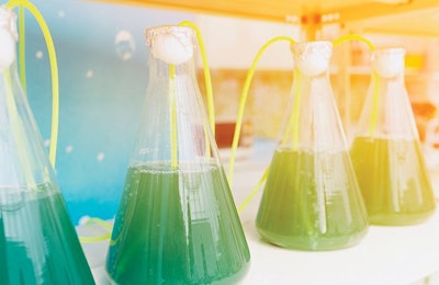 Algae For Animal Feed