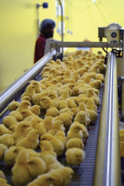 aviagen-hatchery-chicks-belt