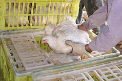 Broiler Being Transported 1601 P Ipoultryprocssing1