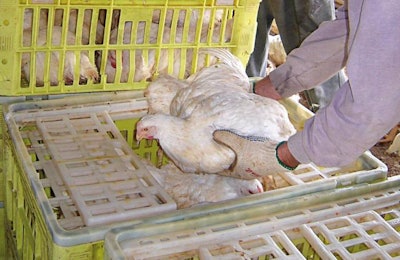 Broiler Being Transported 1601 P Ipoultryprocssing1