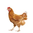 full body of brown chicken hen standing isolated white background use for farm animals and livestock theme
