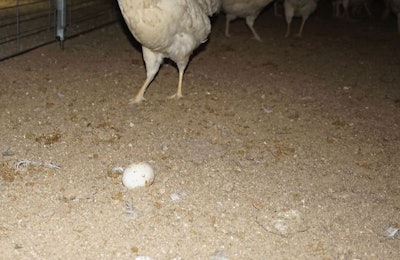 Cage Free Food Safety