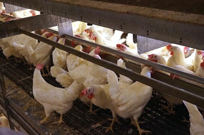 Cage Free Management Feed