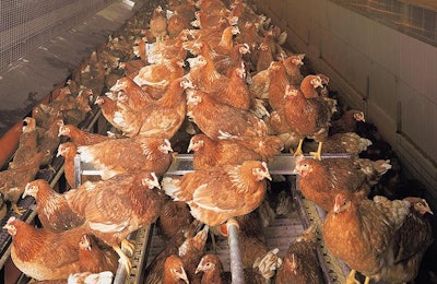 Cage Free Management Perching