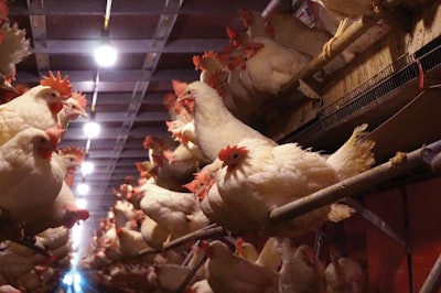 Cage Free Management Spacing