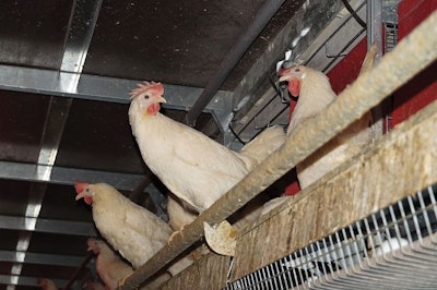 Cage Free Perching Hen