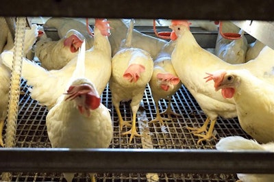 Cagefree Hens At Drinker