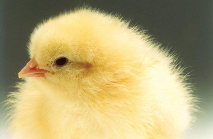 Brown Eggs 1601 P Ihatcherymanagment2