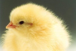 Brown Eggs 1601 P Ihatcherymanagment2