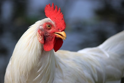 Chicken Closeup