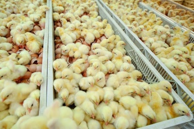 Chicks In Crates