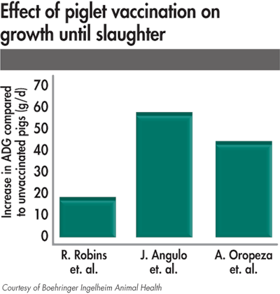 effect of piglet vaccination on growth