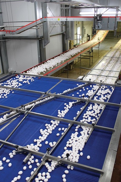 Egg Processing Line