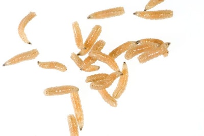 fly maggots