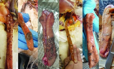 Focal Necrotic Enteritis Compilation