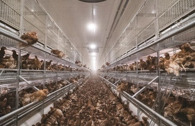 Nine week old pullets