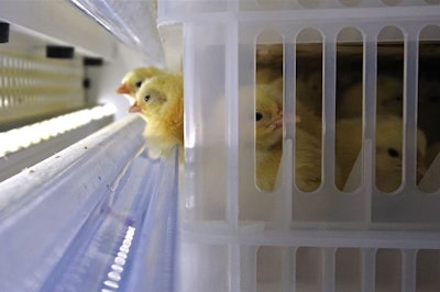 hatchery-early-water-chicks