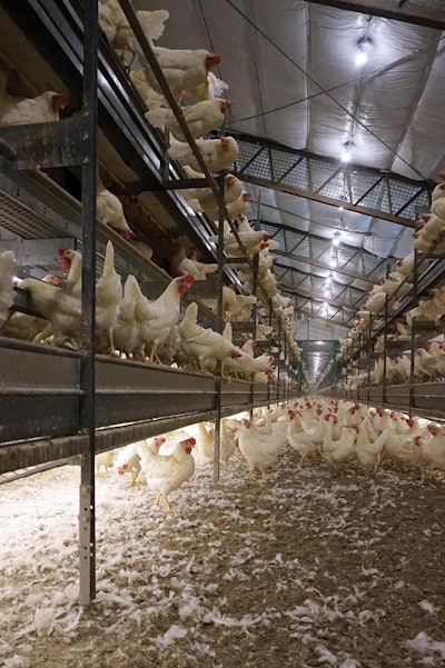 Hens Lights Ceiling Floor