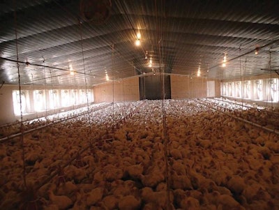 Light In Tunnel Ventilated Broiler House