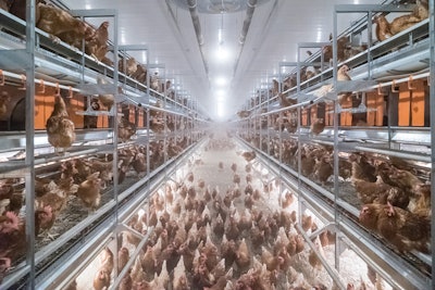 Mature Layer Big Dutchman