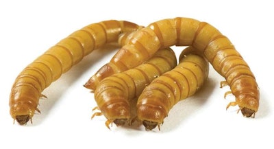 mealworm-animal-feed