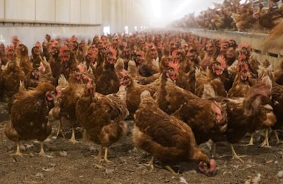 Mid-States Specialty Eggs hens in the barn