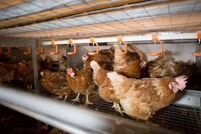 Nest Layers 1311 E Imps3