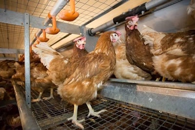 Nest Layers 1311 E Imps4