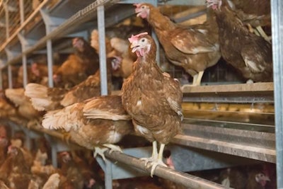 Perching Layers 1311 E Imps1