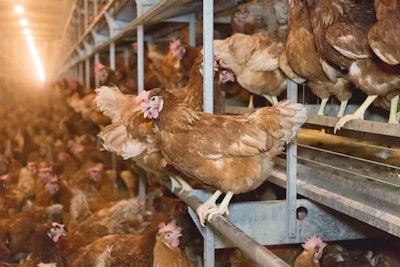 Perching Layers 1311 E Imps2