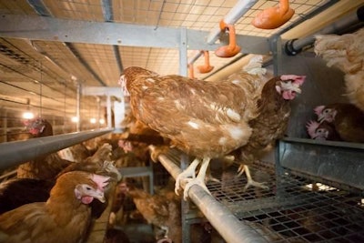 Perching Layers 1311 E Imps5