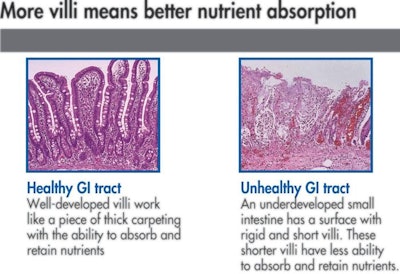 pig gut weaning health