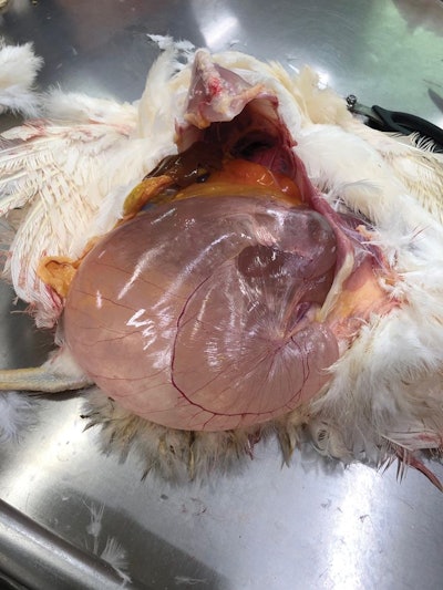 Pullet Cystic Oviduct