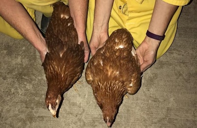 Overweight and underweight pullet