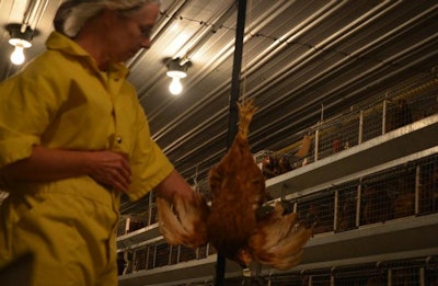 Weighing a pullet
