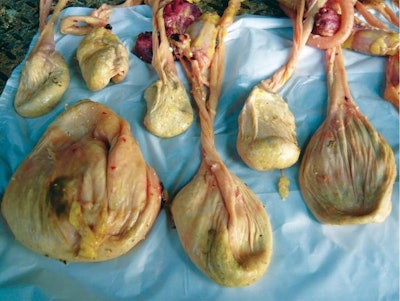 Quality Check At Evisceration 1601 P Ipoultryprocessing2