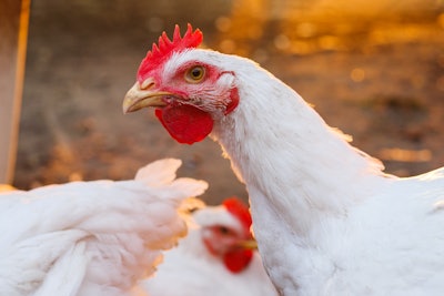 Rooster Closeup Sunset
