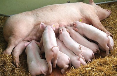 sow in pen with hoof lesions